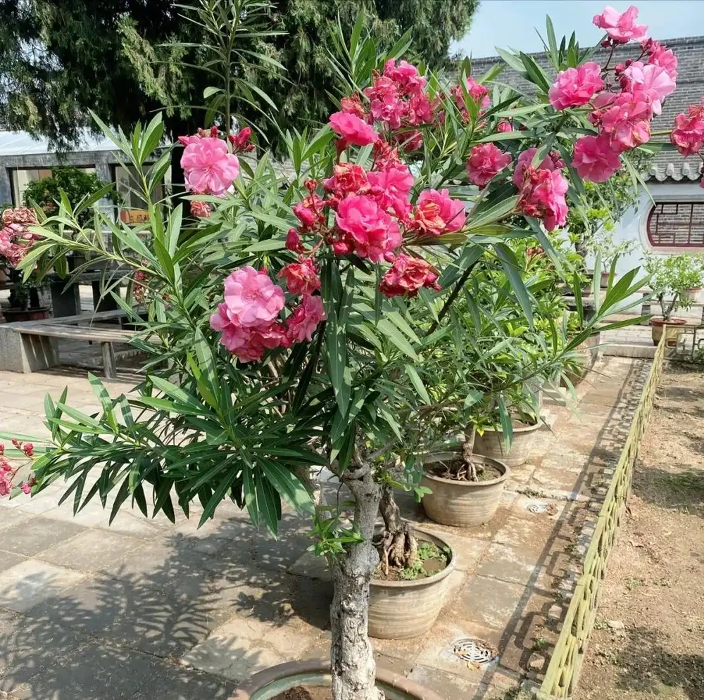 4種「奪命花」很漂亮,但不建議入手,趕快扔掉吧