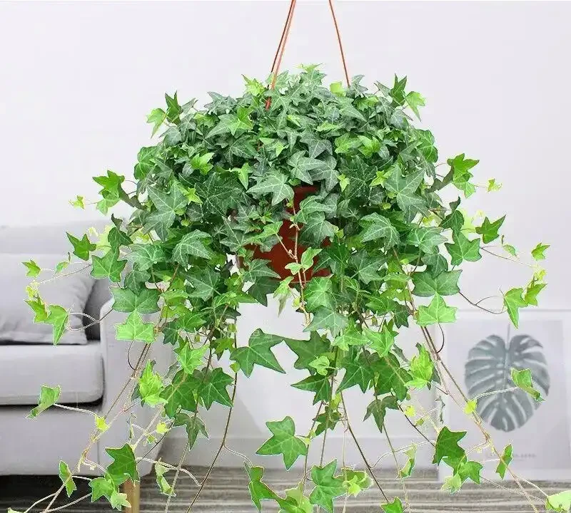 10種吸甲醛植物,家裡養一盆,空氣清新又健康!