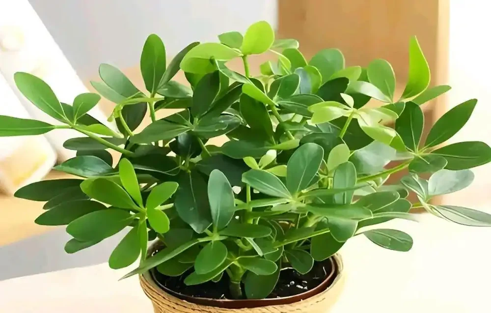 10種吸甲醛植物,家裡養一盆,空氣清新又健康!