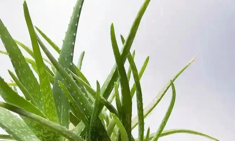 10種吸甲醛植物,家裡養一盆,空氣清新又健康!