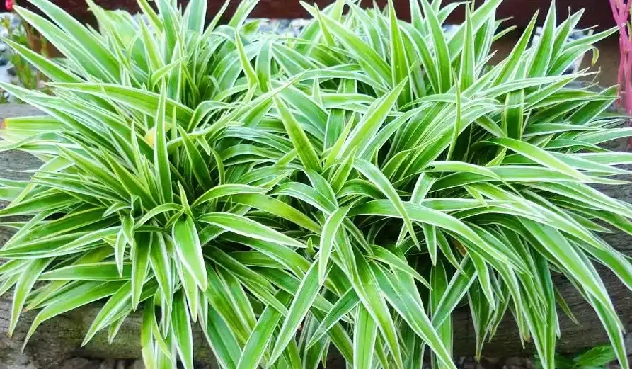 10種吸甲醛植物,家裡養一盆,空氣清新又健康!