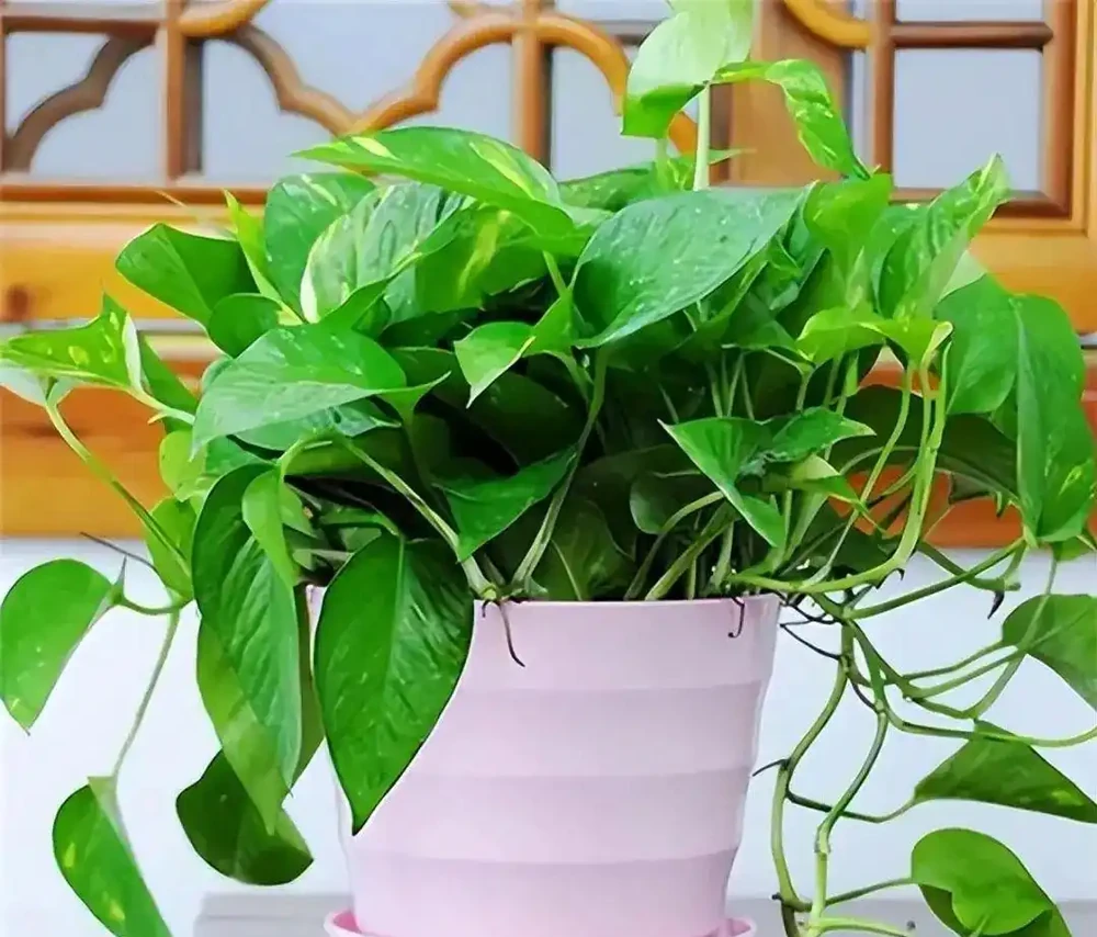 10種吸甲醛植物,家裡養一盆,空氣清新又健康!