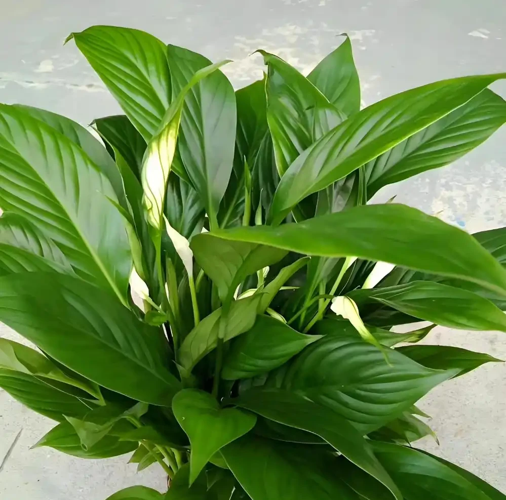 廁所再小也要養的5種花，耐陰好養臭味異味吸光