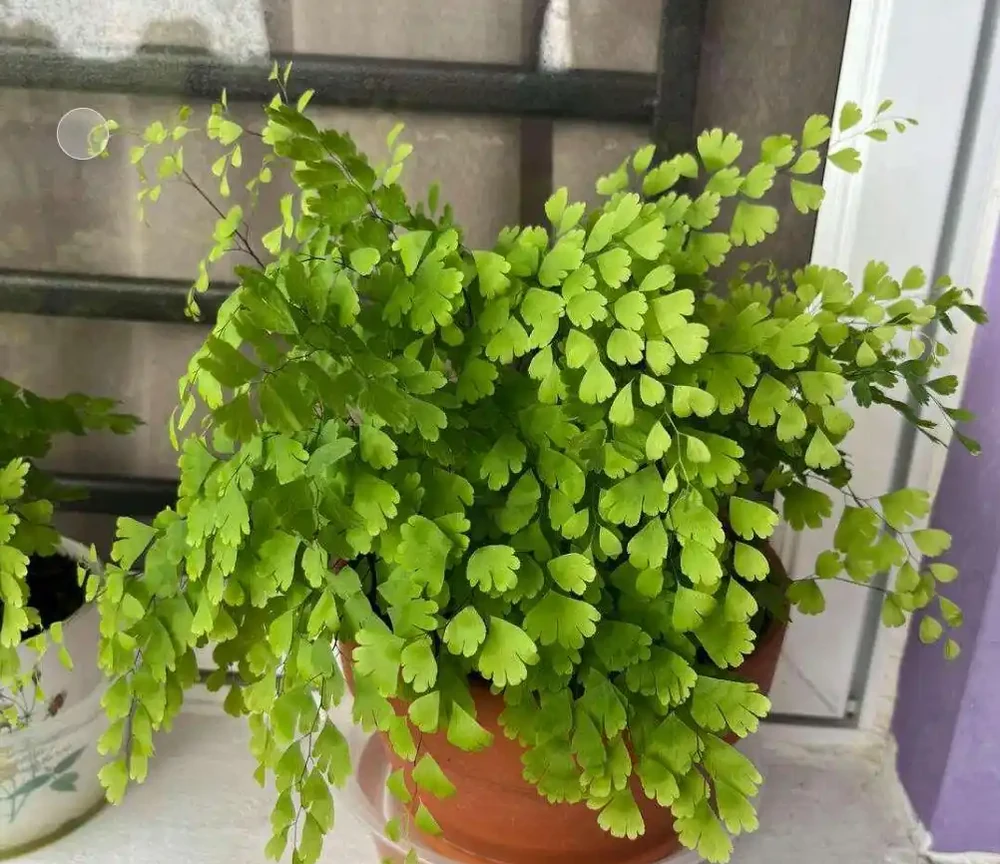 廁所再小也要養的5種花，耐陰好養臭味異味吸光
