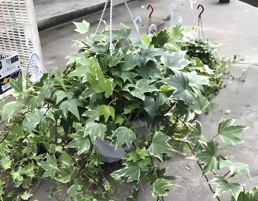 廁所再小也要養的5種花，耐陰好養臭味異味吸光