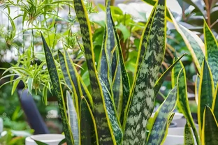 廁所再小也要養的5種花，耐陰好養臭味異味吸光