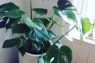 龜背芋多久澆一次水合適，怎樣判斷龜背芋是否缺水？