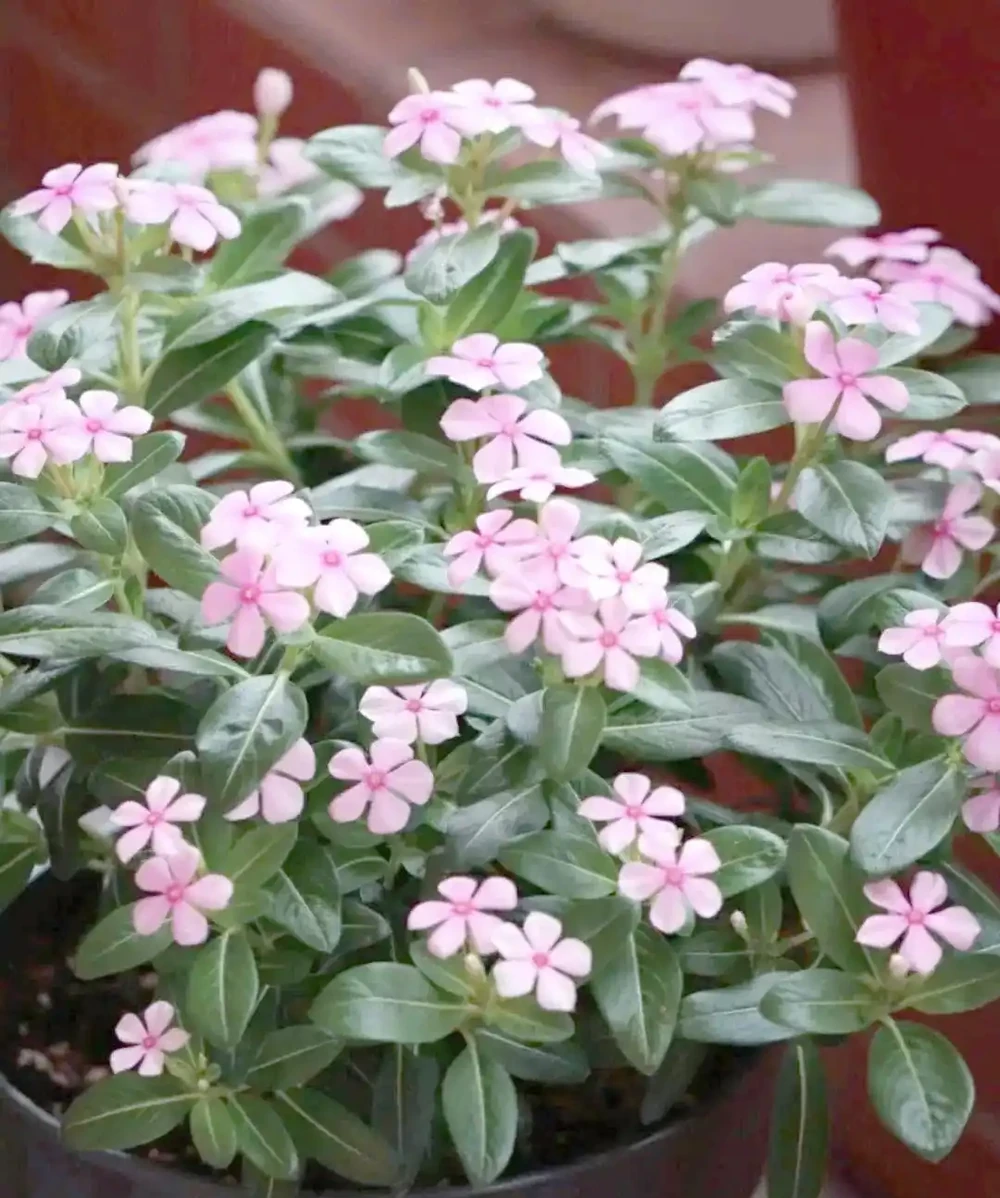 五種四季常開的花卉讓家如春,你最愛哪種