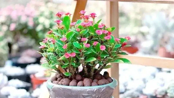 五種四季常開的花卉讓家如春,你最愛哪種