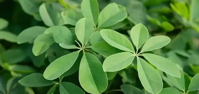 家裡的鴨腳木總不長?學會3招修剪法,側芽蹭蹭往外冒