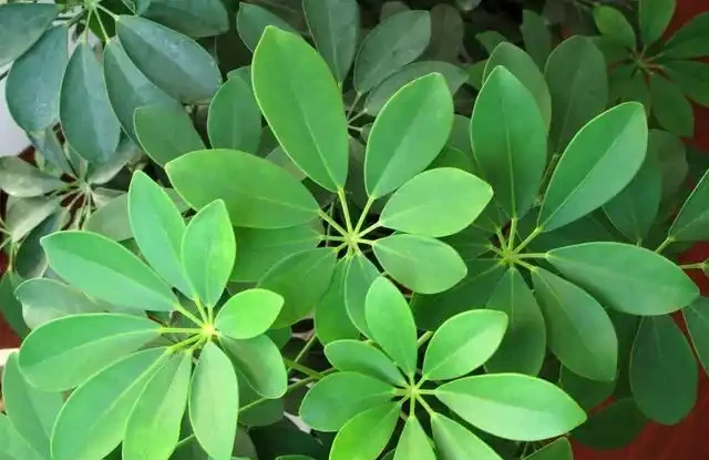 家裡的鴨腳木總不長?學會3招修剪法,側芽蹭蹭往外冒