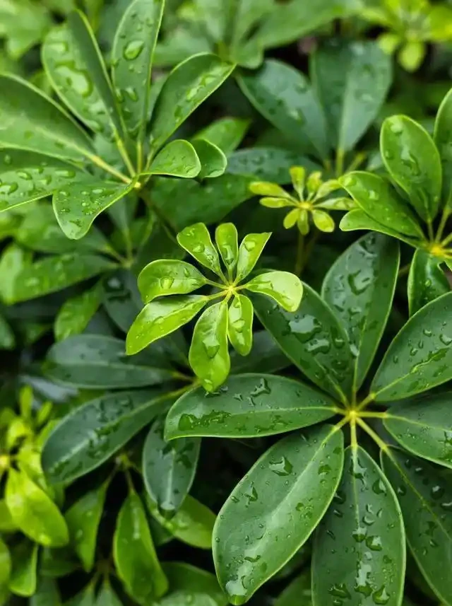 家裡的鴨腳木總不長?學會3招修剪法,側芽蹭蹭往外冒