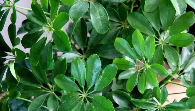 家裡的鴨腳木總不長?學會3招修剪法,側芽蹭蹭往外冒