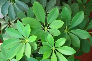 家裡的鴨腳木總不長？學會3招修剪法，側芽蹭蹭往外冒