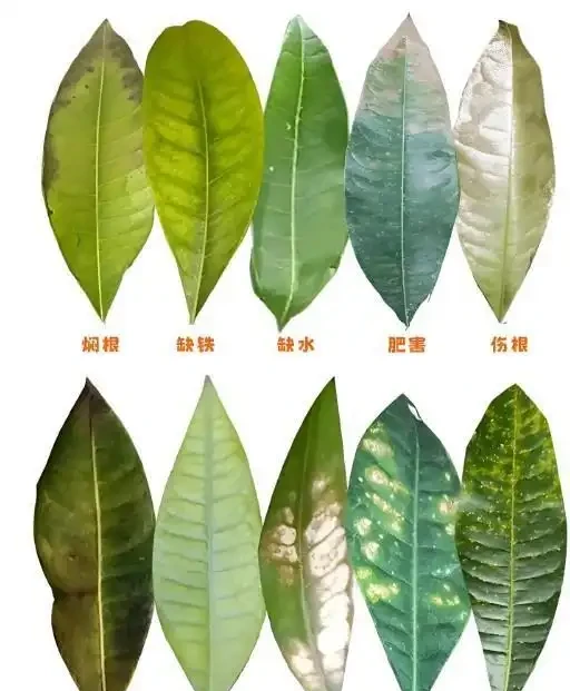 別急著扔！發財樹腐根、黃葉、掉葉的『復活』指南