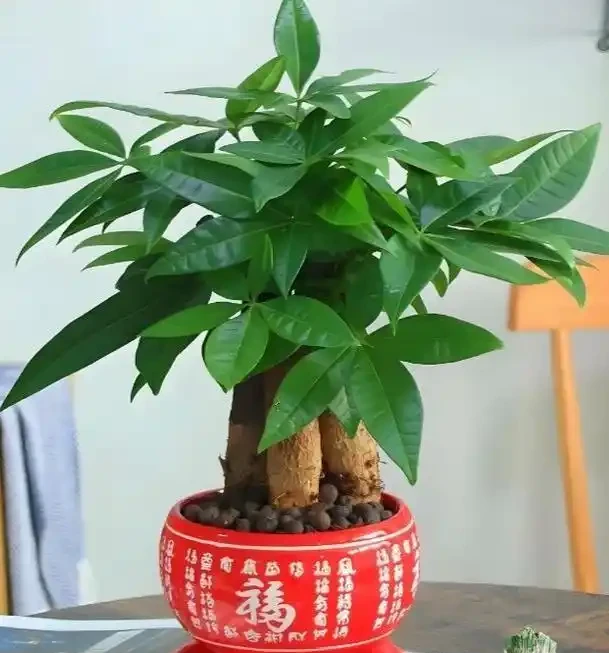 別急著扔!發財樹腐根、黃葉、掉葉的『復活』指南