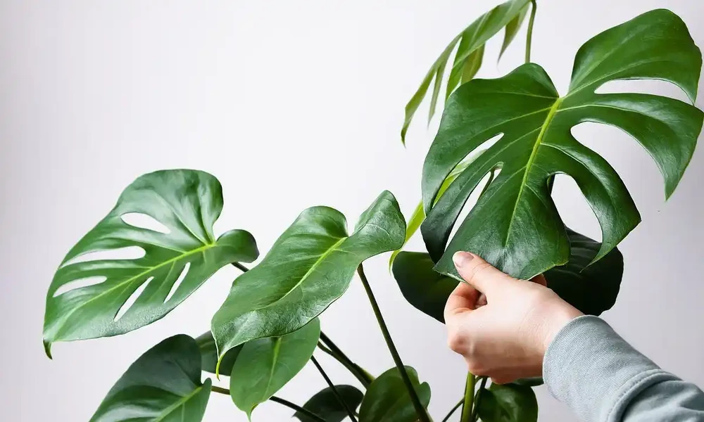 龜背芋養殖全攻略:從光照到病蟲害防治的實用指南!