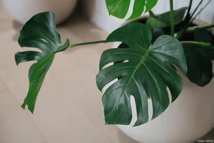 龜背芋養殖全攻略：從光照到病蟲害防治的實用指南！
