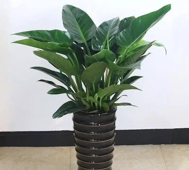 金鑽綠植養護全攻略:打造室內綠意生機