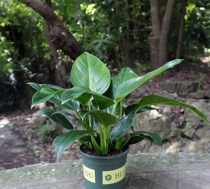 室內金鑽綠植盆栽養殖全攻略：打造綠意盎然的居家景緻