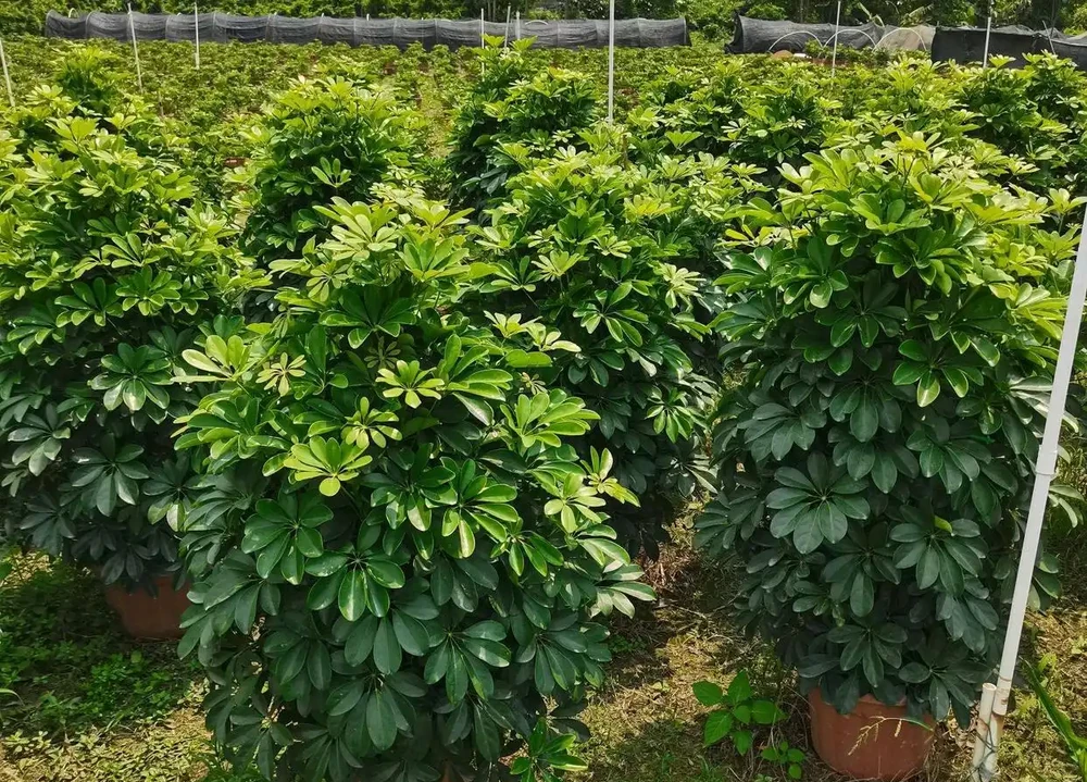 便宜又好養的50種綠植，家裡擺幾盆，乾淨又漂亮，裝飾家的好選擇