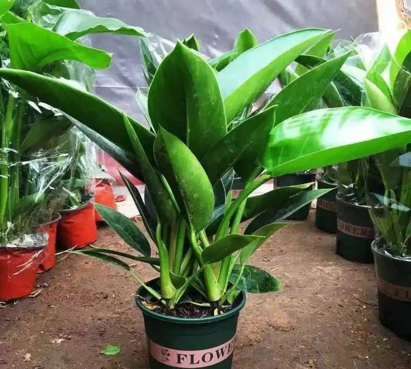 金鑽綠植養護全攻略:打造室內綠意生機