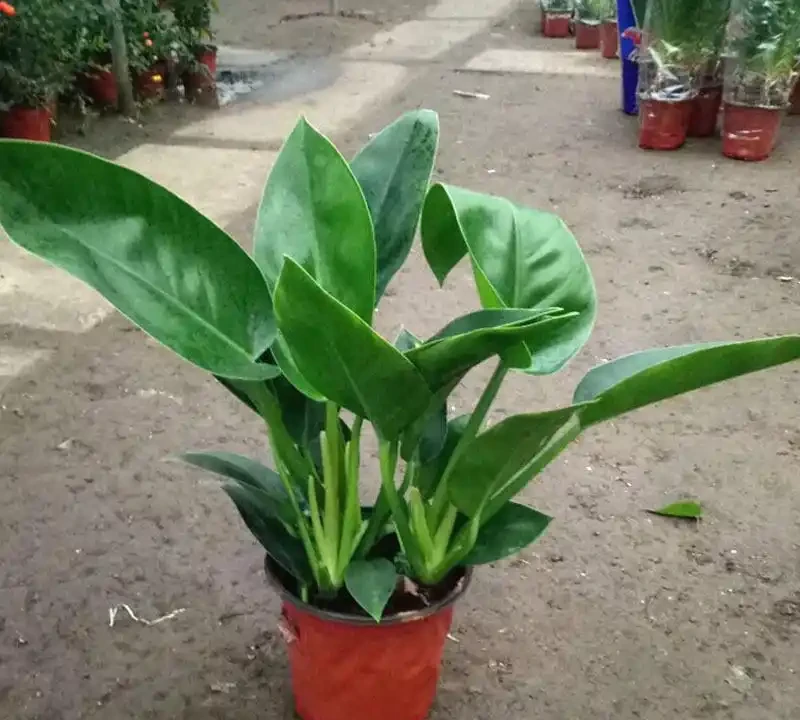 室內金鑽綠植盆栽養殖全攻略：打造綠意盎然的居家景緻