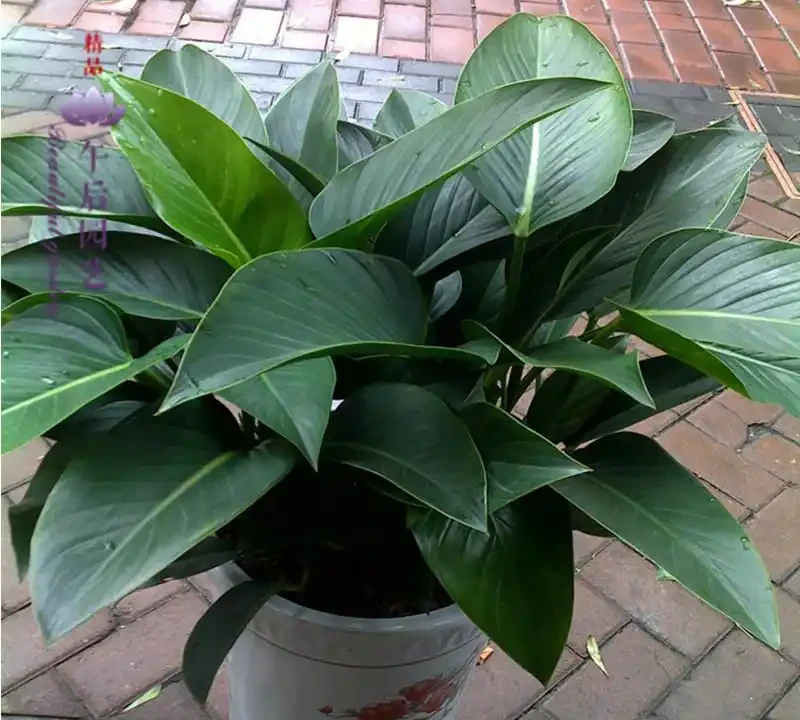 室內金鑽綠植盆栽養殖全攻略：打造綠意盎然的居家景緻