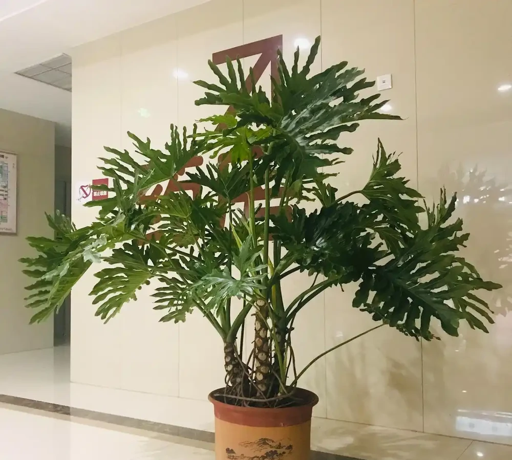 便宜又好養的50種綠植，家裡擺幾盆，乾淨又漂亮，裝飾家的好選擇