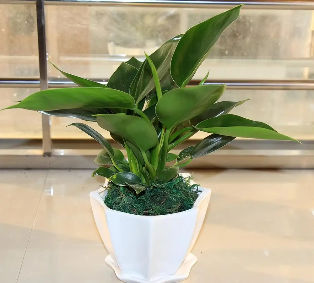 金鑽綠植養護全攻略:打造室內綠意生機