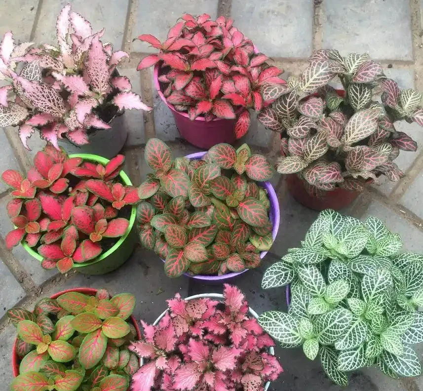 便宜又好養的50種綠植，家裡擺幾盆，乾淨又漂亮，裝飾家的好選擇