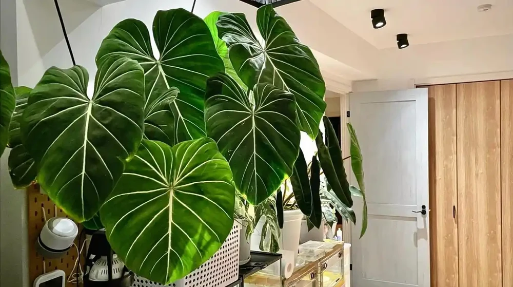 便宜又好養的50種綠植，家裡擺幾盆，乾淨又漂亮，裝飾家的好選擇
