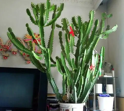 便宜又好養的50種綠植，家裡擺幾盆，乾淨又漂亮，裝飾家的好選擇