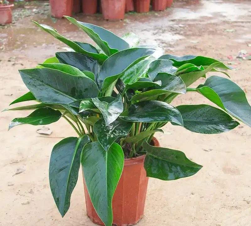金鑽綠植養護全攻略:打造室內綠意生機
