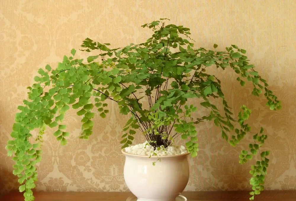 便宜又好養的50種綠植，家裡擺幾盆，乾淨又漂亮，裝飾家的好選擇