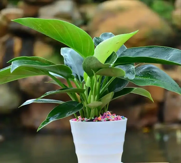 金鑽綠植養護全攻略:打造室內綠意生機