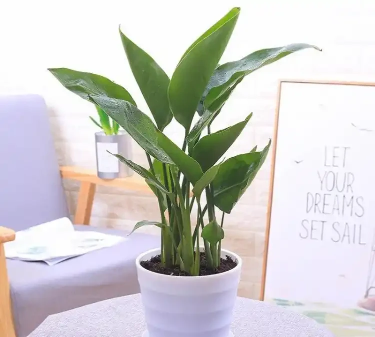 室內金鑽綠植盆栽養殖全攻略：打造綠意盎然的居家景緻