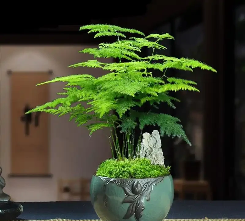 便宜又好養的50種綠植，家裡擺幾盆，乾淨又漂亮，裝飾家的好選擇