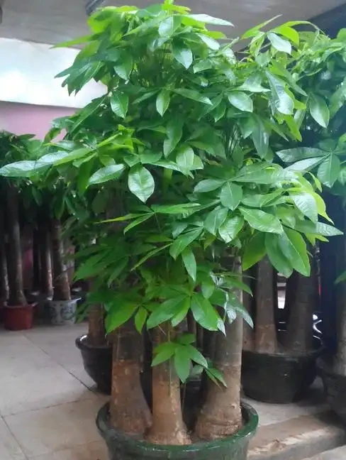 便宜又好養的50種綠植，家裡擺幾盆，乾淨又漂亮，裝飾家的好選擇