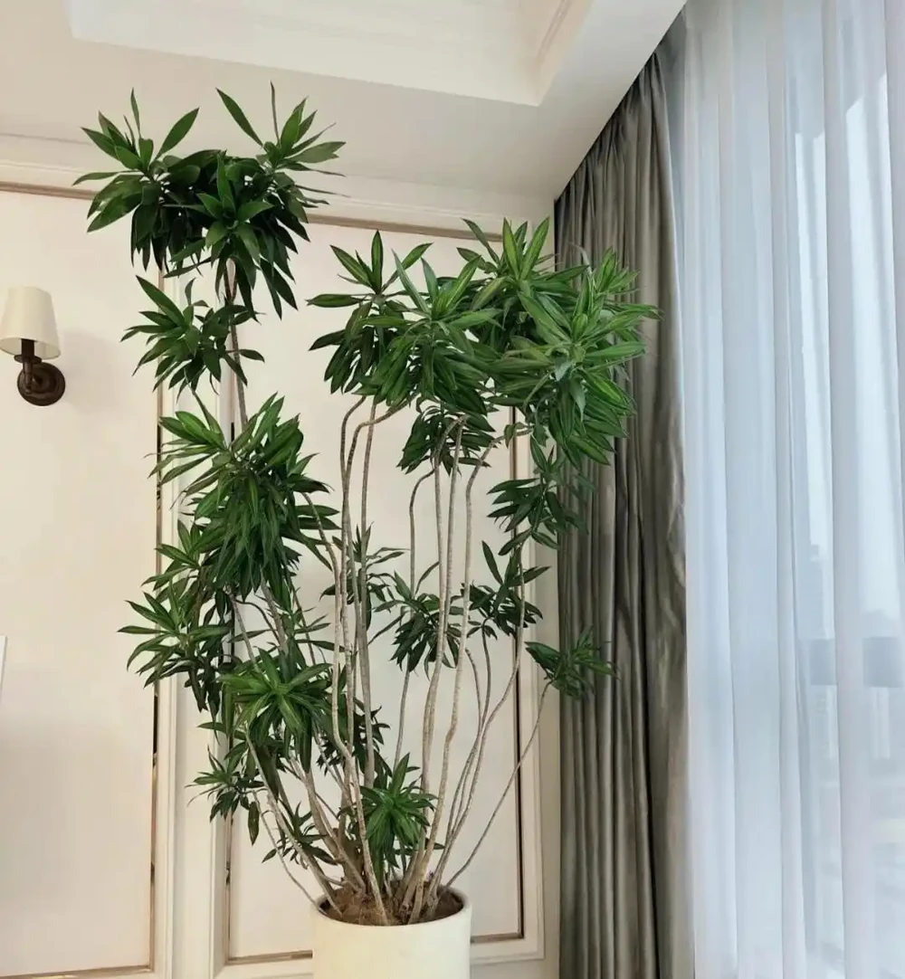 便宜又好養的50種綠植，家裡擺幾盆，乾淨又漂亮，裝飾家的好選擇