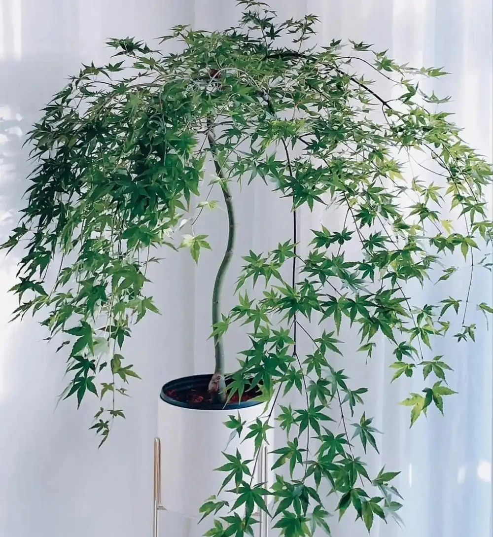 便宜又好養的50種綠植，家裡擺幾盆，乾淨又漂亮，裝飾家的好選擇