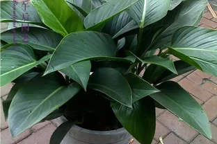 室內金鑽綠植盆栽養殖全攻略：打造綠意盎然的居家景緻