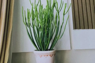 便宜又好養的50種綠植，家裡擺幾盆，乾淨又漂亮，裝飾家的好選擇