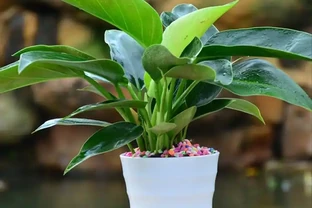 金鑽綠植養護全攻略：打造室內綠意生機