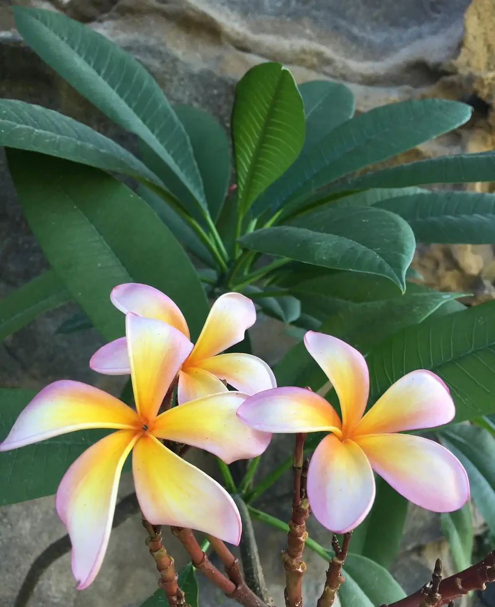 《揭秘!金鑽花神秘開花時間,你錯過了嗎?》