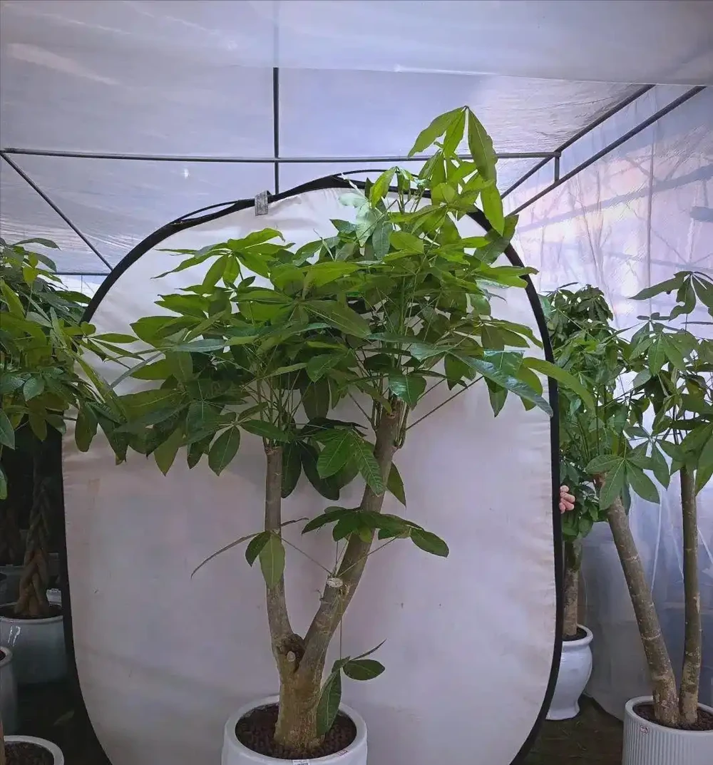 室內綠植推薦:五種適合家庭種植的植物
