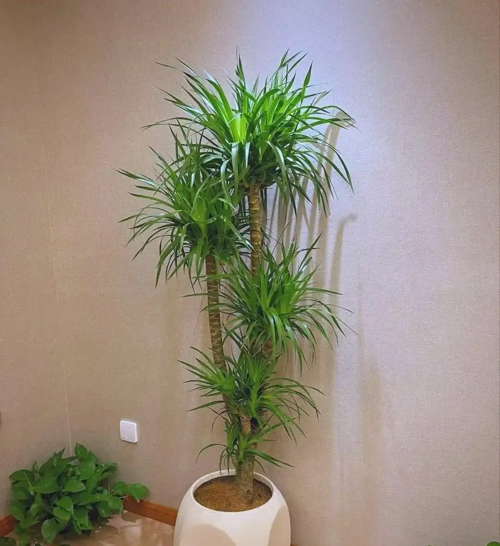 室內綠植推薦:五種適合家庭種植的植物