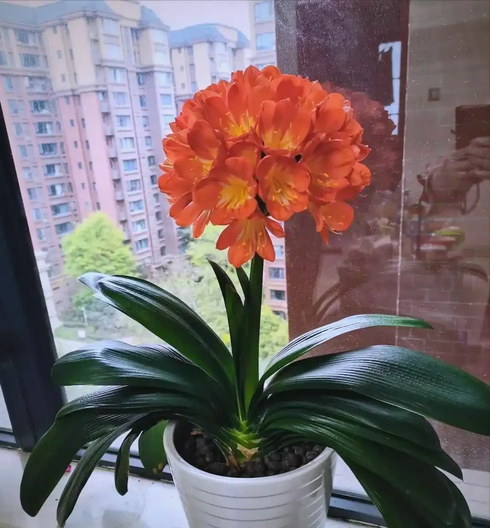 室內綠植推薦:五種適合家庭種植的植物