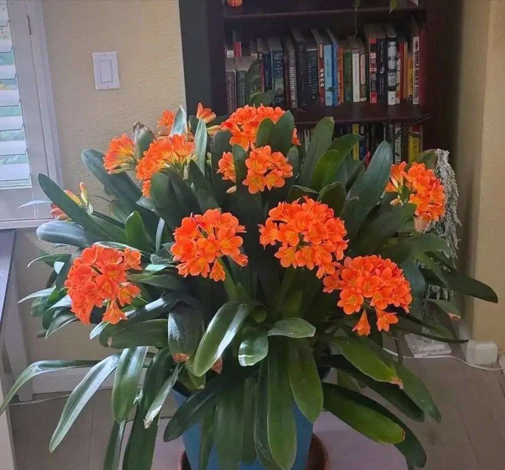 室內綠植推薦:五種適合家庭種植的植物