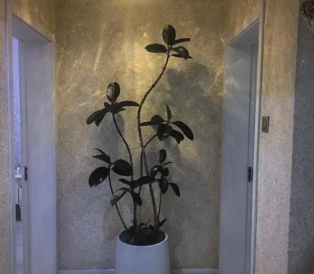 室內綠植推薦:五種適合家庭種植的植物